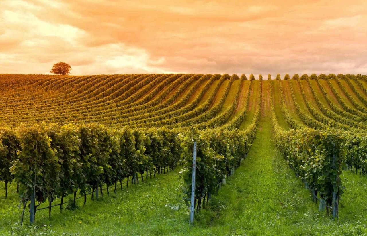 Domaine Jean-Got, Proche De Saint Emilion Villa Lugaignac ภายนอก รูปภาพ